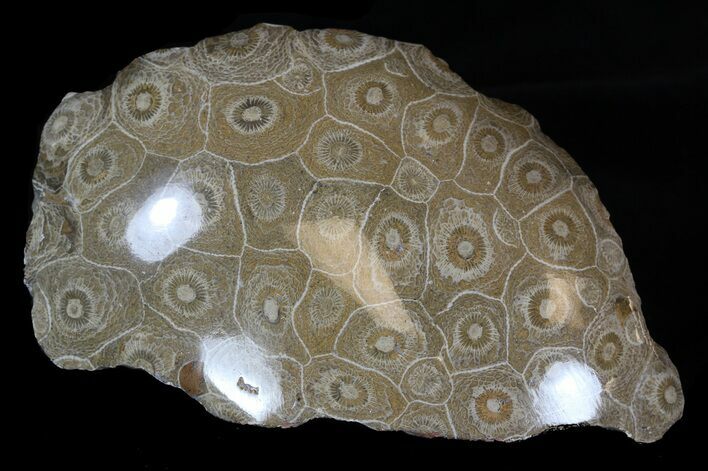 Polished Fossil Coral - Morocco #35328